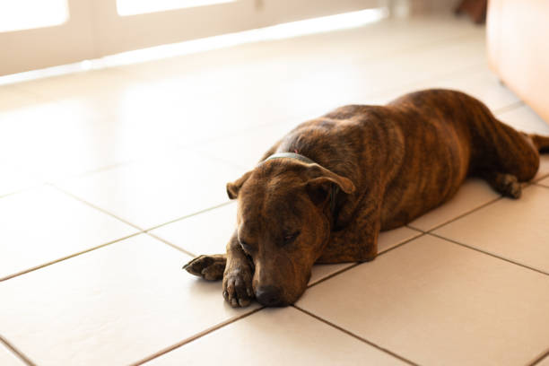 istock Slipping dog on the tiled floor. Brindle dog. 1363292966