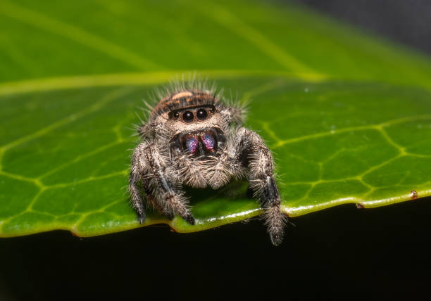 istock Jumping Spider Phidippus regius Female 1363293196