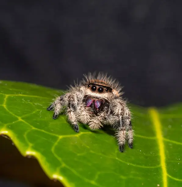 Photo of Jumping Spider Phidippus regius Female