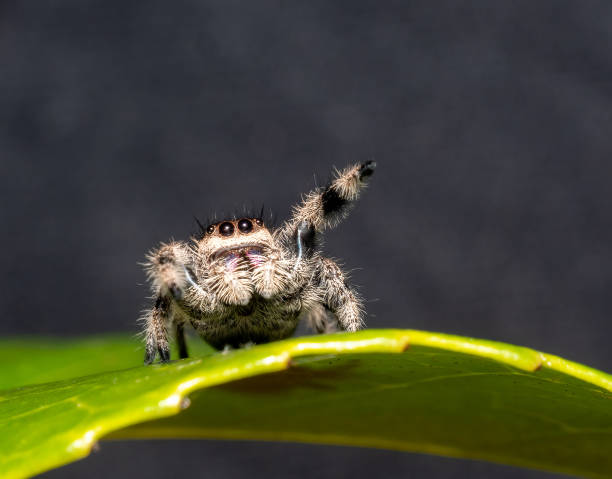 araignée sauteuse phidippus regius femelle - arachnophobia photos et images de collection