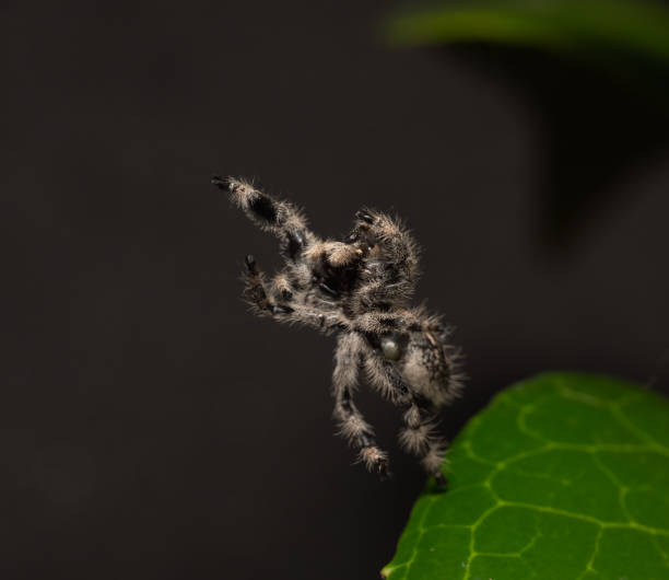 istock Jumping Spider Phidippus regius Female 1363294267