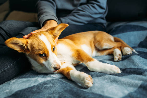 istock Adorable puppy lying on the blue blanket with owner. 1363294852