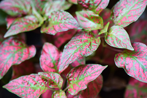 A full frame high angle view of a Polka-Dot plant (Hypoestes) with beautiful pink and green color leaves. It is commonly grown as  a houseplant or in a garden flowerbed.