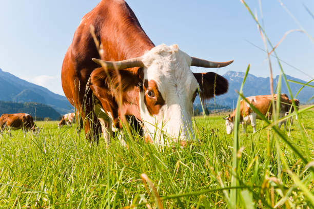 Idyllic landscape in the Alps with grazing cows in fresh green meadows, mountain range in the background. German Alps, Upper Bavaria, Kochel am See, Germany.