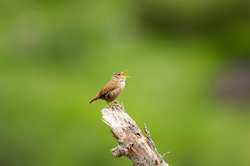 A Eurasian Wren sitting on a branch and singing, sunny day in summer in the Austrian alps, green background