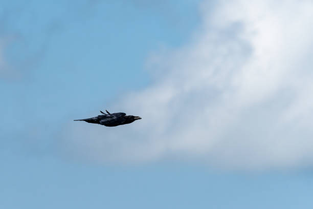 istock A northern raven in flight on a sunny day in summer 1363296654