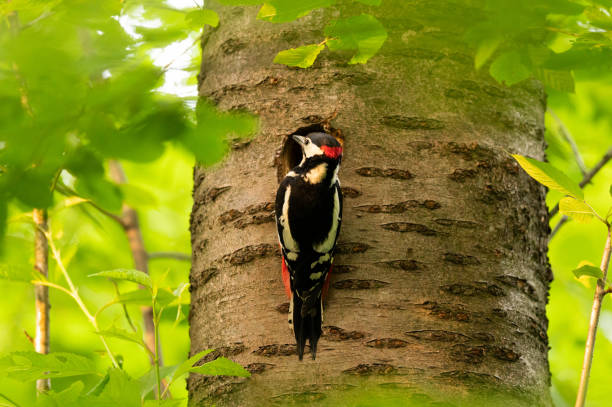 istock A male great spotted woodpecker sitting on tree 1363296866