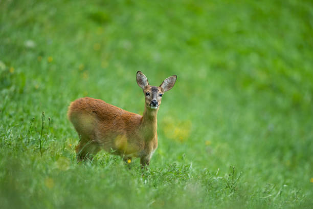 A female roe dear in a green meadow A female roe dear in a green meadow in the Austrian alps love roe deer stock pictures, royalty-free photos & images