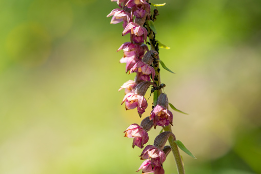 Closeup of a flowering royal helleborine orchid (Epipactis atrorubens), sunny day in summer in the Austrian Alps