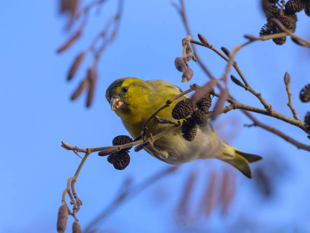 A Eurasian siskin sitting on a twig of an alder, sunny day in winter