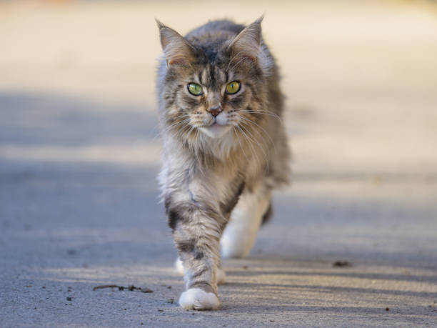 A cute tabby cat walking on the street, sunny day in winter, Vienna (Austria)