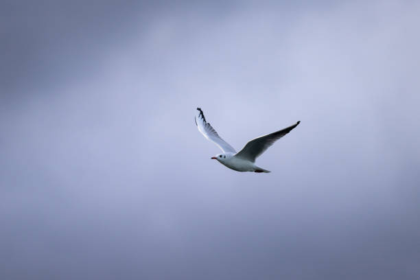 una gaviota de cabeza negra en vuelo en un día nublado en invierno - common black headed gull fotografías e imágenes de stock