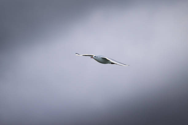 un gabbiano dalla testa nera in volo in una giornata nuvolosa in inverno - common black headed gull foto e immagini stock