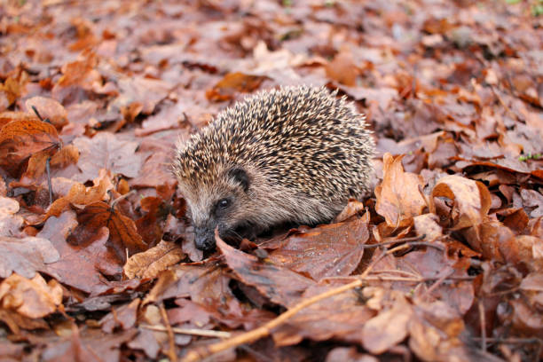 istock Hedgehog in winter runs through the leaves 1363297827