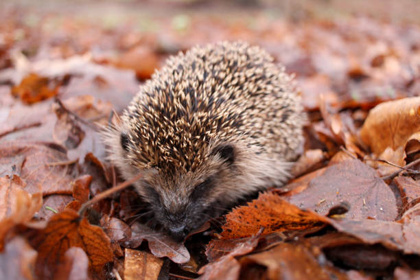 istock Hedgehog in winter runs through the leaves 1363297840