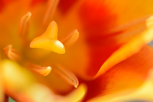 An abstract, bright full frame macrophotography image of a tulip flower center stamen and pistils with yellow, orange and red color petals.