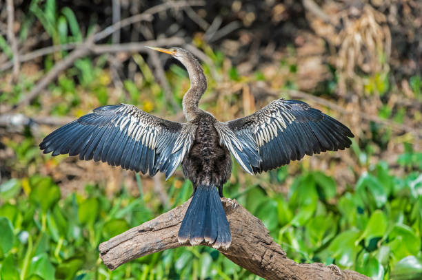 el anhinga (anhinga anhinga), a veces llamado pájaro serpiente, dardo, dardo americano, o pavo de agua y se encuentra en el pantanal, brasil. - anhinga fotografías e imágenes de stock