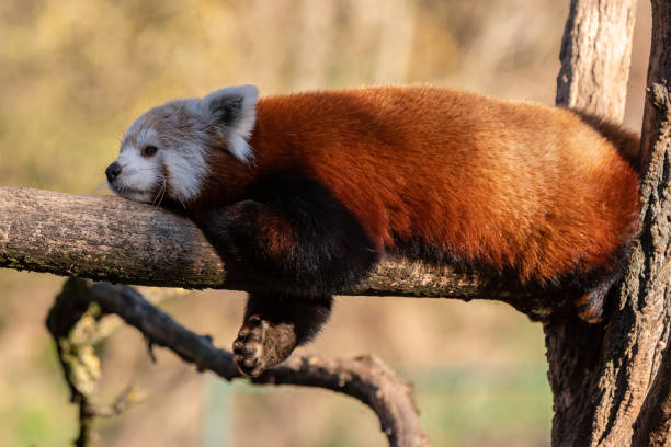 istock A cute red panda resting on a tree branch in the shadow 1363298060