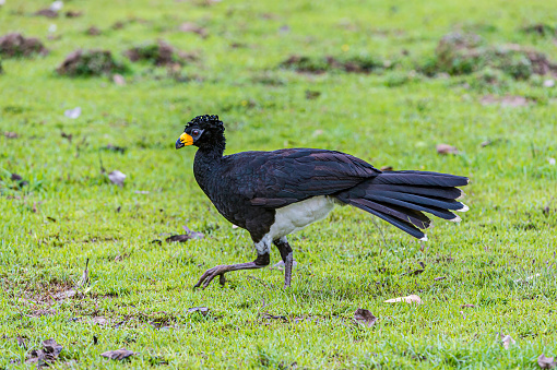 bare-faced curassow (Crax fasciolata) is a species of bird in the Cracidae family. Found in the Pantanal region of Brazil. Male.