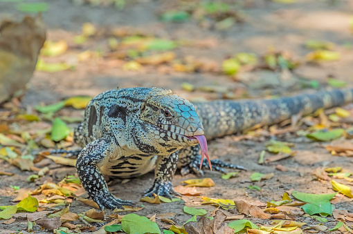 Salvator merianae, commonly known as the black and white tegu or Argentine black and white tegu and found in the Pantanal, Brazil.