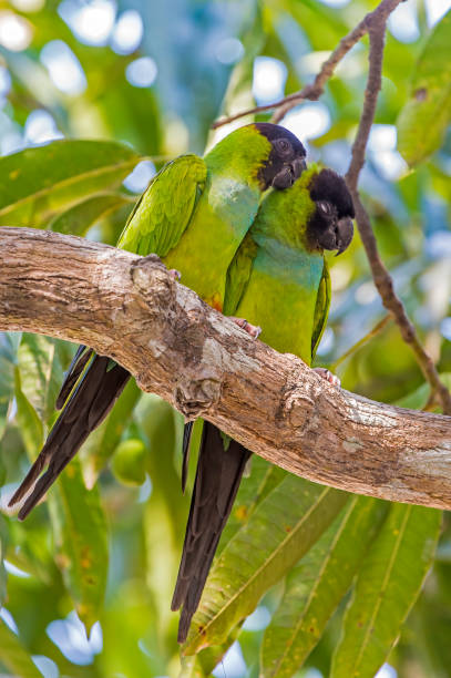 istock The nanday parakeet (Aratinga nenday) also known as the black-hooded parakeet or nanday conure is a medium-small mostly green Neotropical parrot and is found in the Pantanal, Brazil 1363299256