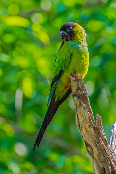 istock The nanday parakeet (Aratinga nenday) also known as the black-hooded parakeet or nanday conure is a medium-small mostly green Neotropical parrot and is found in the Pantanal, Brazil 1363299280