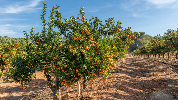 Orange crop and cultivations