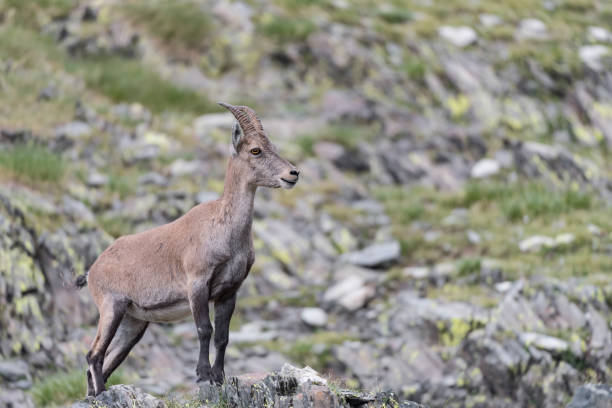 istock Alpine ibex female in the highlands (Capra ibex) 1363300806