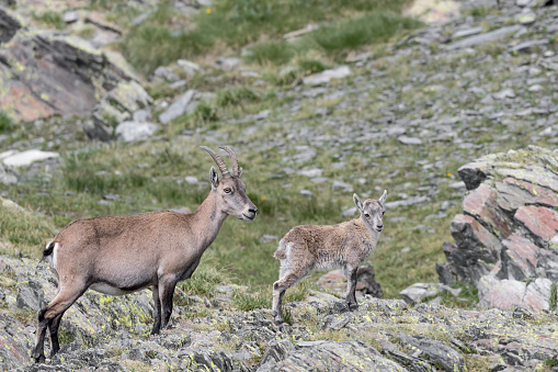 ibex family in summer season