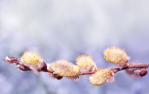 istock a spring background with flowering willow branches against the blue sky in the sunlight. Easter days 1363301318