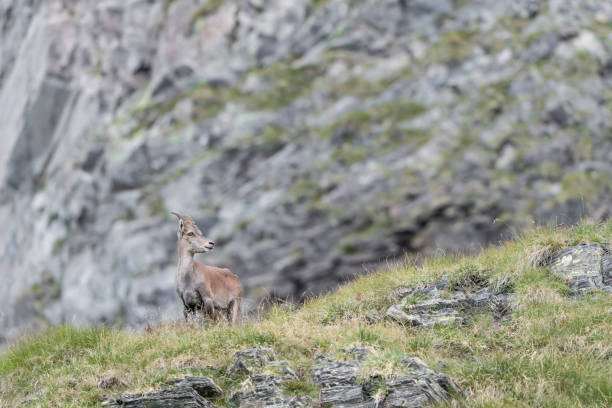 istock Alpine ibex female in the highlands (Capra ibex) 1363301833