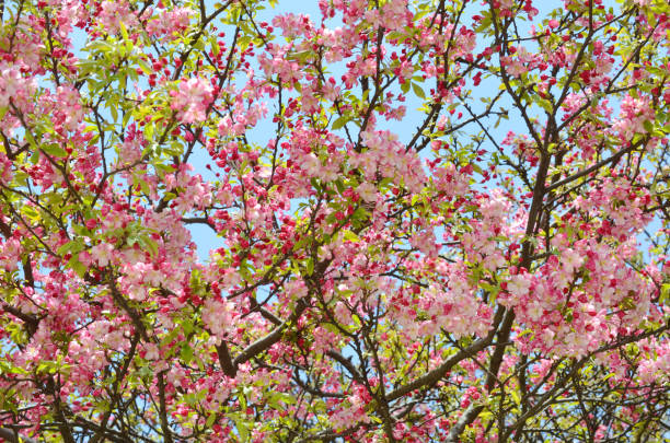 różowy kwiat japońskiej wiśni (sakura) - abloom zdjęcia i obrazy z banku zdjęć