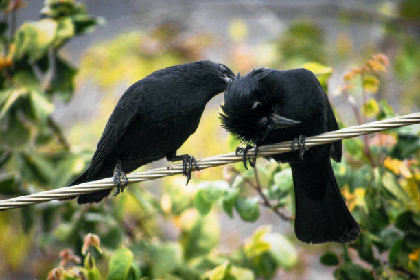 istock Birds in love sitting on power cables 1363302112