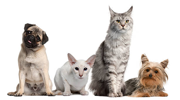 istock Group of dogs and cats sitting 136330250