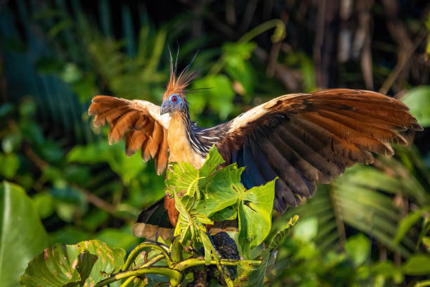 ホアチン爬虫類の鳥は熱帯雨林のジャングルで肖像画を閉じます - orinoco river ストックフォトと画像