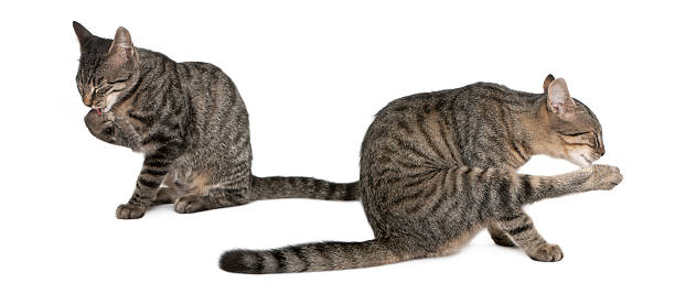 교배종 고양이, felis catus, 6 개월, 치장시키기 휴식 - catus 뉴스 사진 이미지