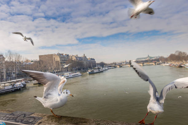 istock Flying seagulls over the Seine River 1363305099