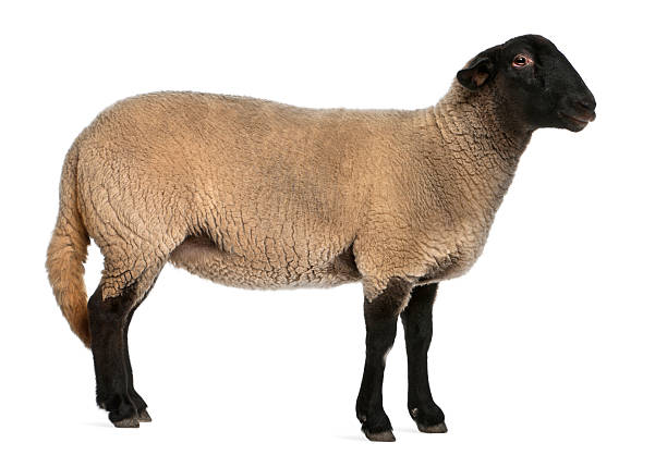 istock Female Suffolk sheep, Ovis aries, 2 years old, standing 136330749