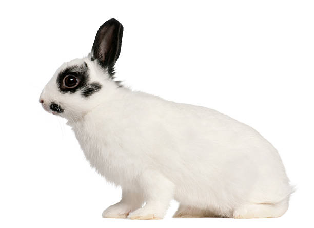 istock Dalmatian rabbit, 2 months old, Oryctolagus cuniculus, sitting 136330767