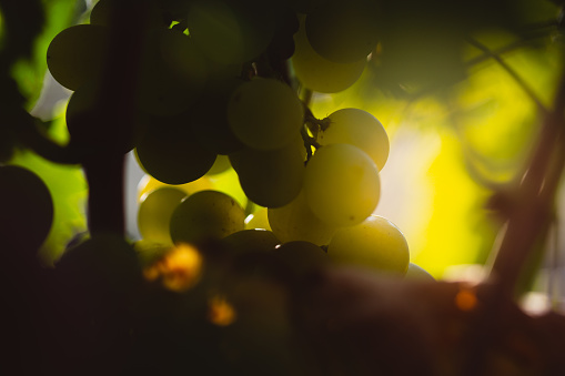 White grape in organic wineyard