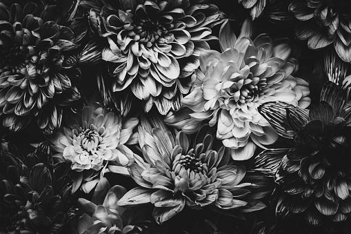 Black and white background, moody image of blooming dahlia flowers.
