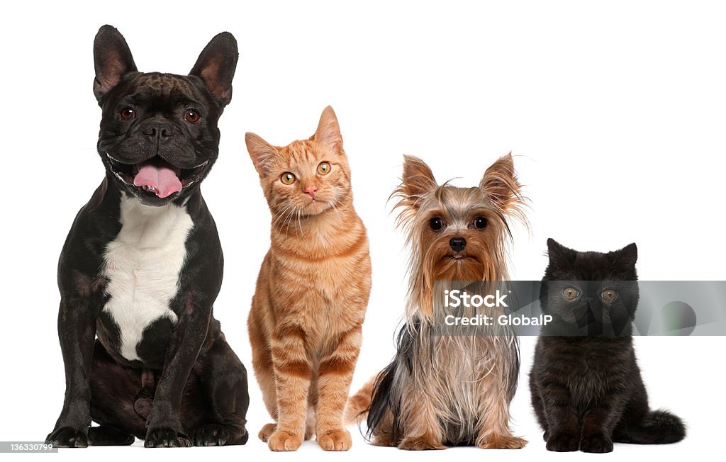 Groupe de chats et de chiens assis - Photo de Chien libre de droits