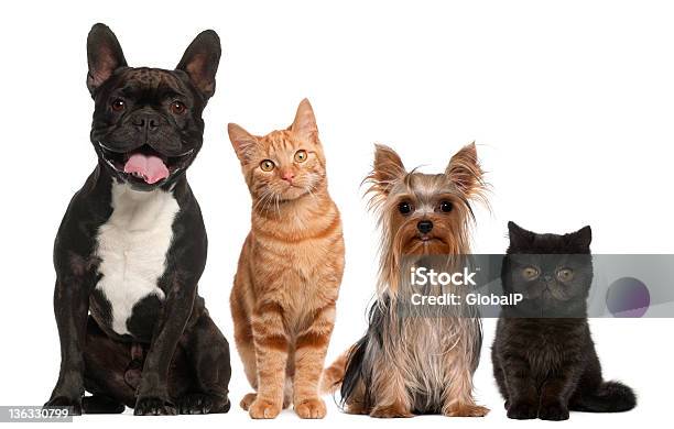 Photo libre de droit de Groupe De Chats Et De Chiens Assis banque d'images et plus d'images libres de droit de Chien - Chien, Couleur noire, Blanc