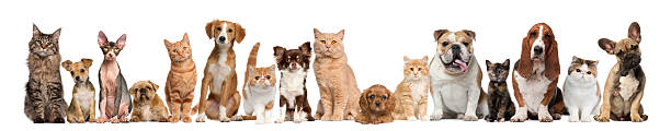 groupe de chats et de chiens - dog domestic cat pets group of animals photos et images de collection