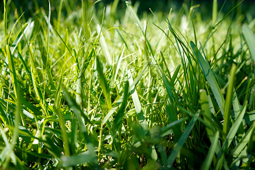 Plantain plant with green leaf in the wild grass. Plantago major broadleaf plantain, white man's foot or greater plantain