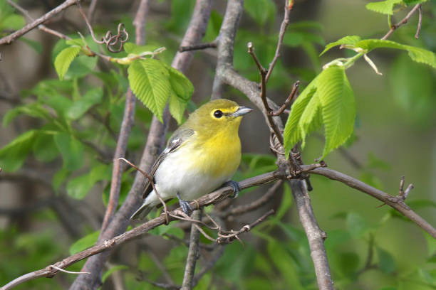istock Yellow-throated Vireo (vireo flavifrons) 1363310193