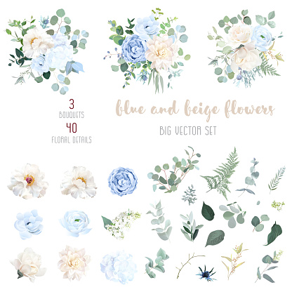 Dusty blue, ivory beige rose, white hydrangea, magnolia, peony, ranunculus, wedding flowers, greenery and eucalyptus, berry, juniper big vector set.Trendy pastel color collection.Isolated and editable