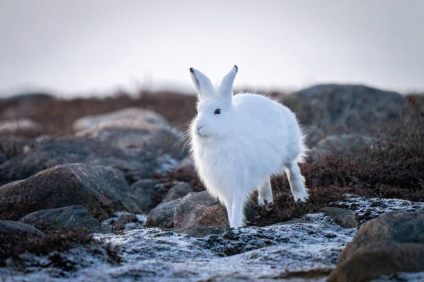 istock Arctic hare bounds through rocks on tundra 1363311475