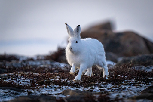 緑の草原の白いウサギの写真 Unsplashで見つける動物の無料写真 緑の草原の白いウサギの写真 Unsplashで見つける動物の無料写真