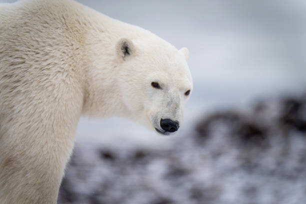 nahaufnahme des eisbären, der auf felsen steht - polar bear bear white close up stock-fotos und bilder
